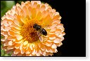 Eristalis tenax Blinde insect insecten kever kevers tor torren spin spinnen wesp wespen bij bijen sprinkhaan sprinkhanen vlieg vliegen mug muggen